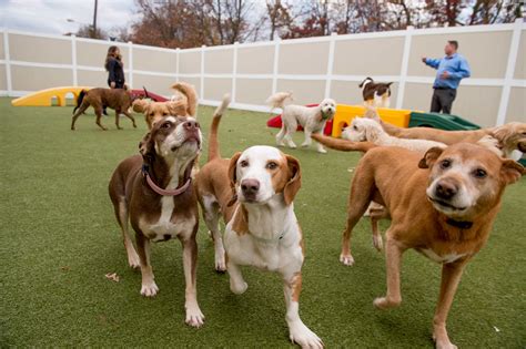 doggy day care annapolis|Best Doggy Day Care Centers & Sitters in Annapolis, MD